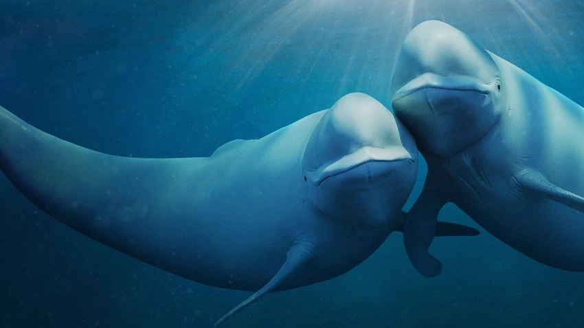 Download Our Oceans | 2024 | Season 1 | {Hindi-English-} | Netflix Original Web Series | 480p 720p 1080p | MoviesFlix
