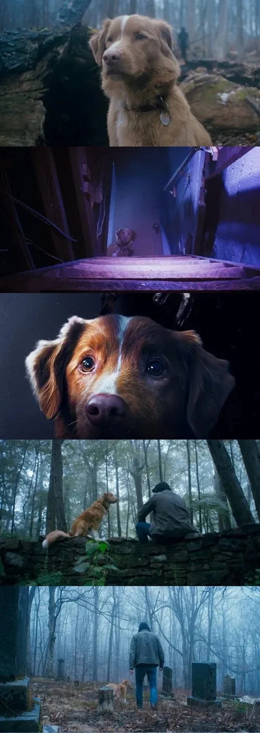 Download Good Boy | 2025 | Hindi Dubbed | WEBRip | Full Movie 480p 720p 1080p